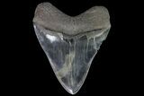 Serrated, Fossil Megalodon Tooth - Beautiful Enamel #86064-2